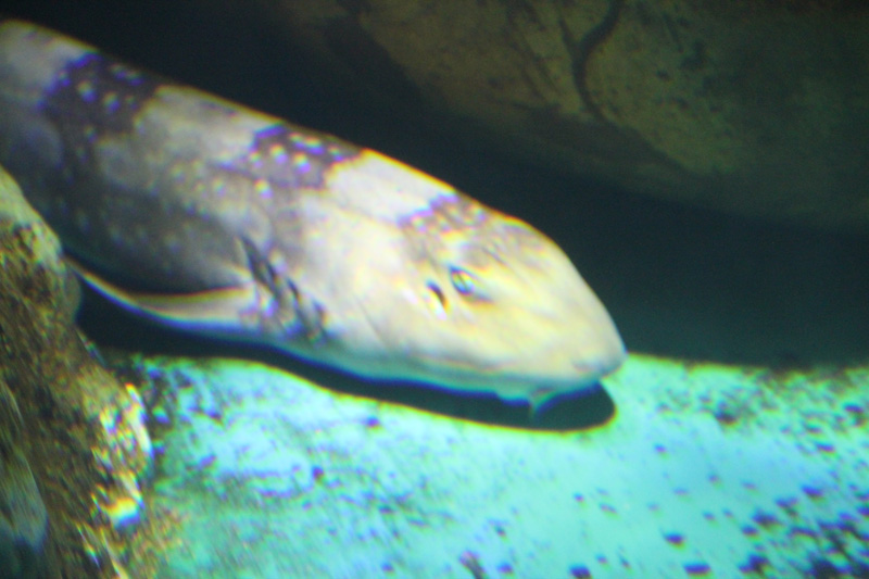 slideshow